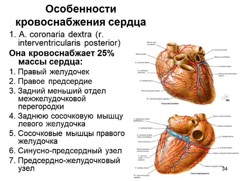 34 Особенности кровоснабжения сердца 1. А. coronaria dextra (r. interventricularis posterior) Она кровоснабжает 25%